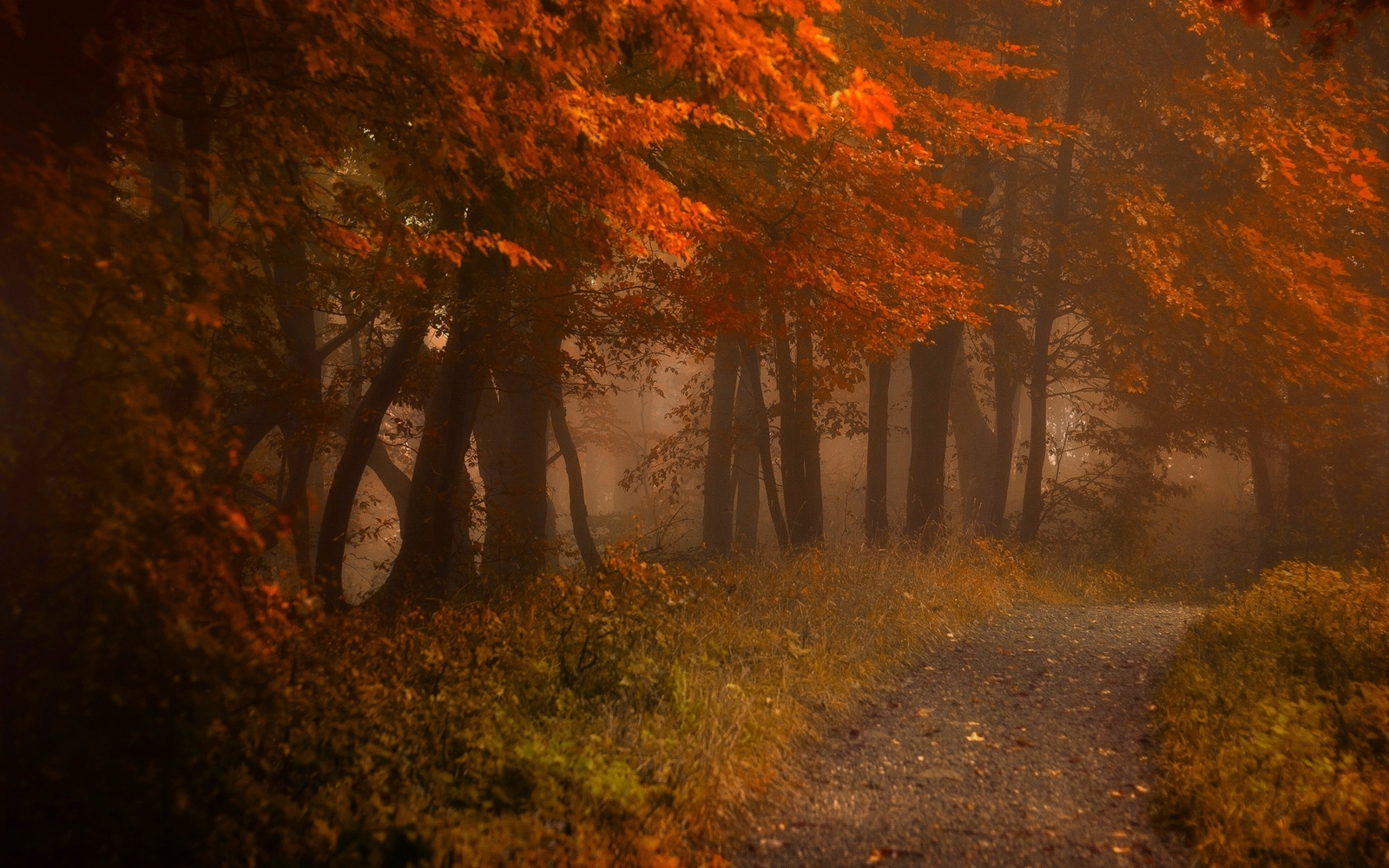 Landscape path mist fall nature forest leaves morning Custom Gaming Mat Desk