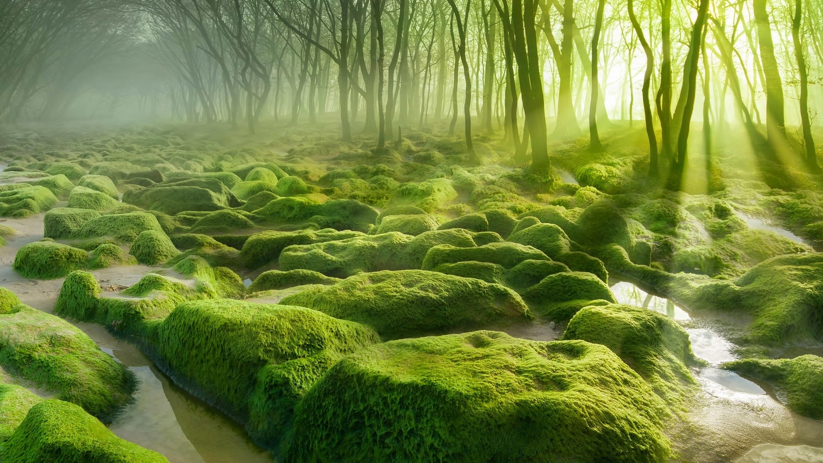 Landscape nature water trees forest moss mist stones sun Custom Gaming Mat Desk