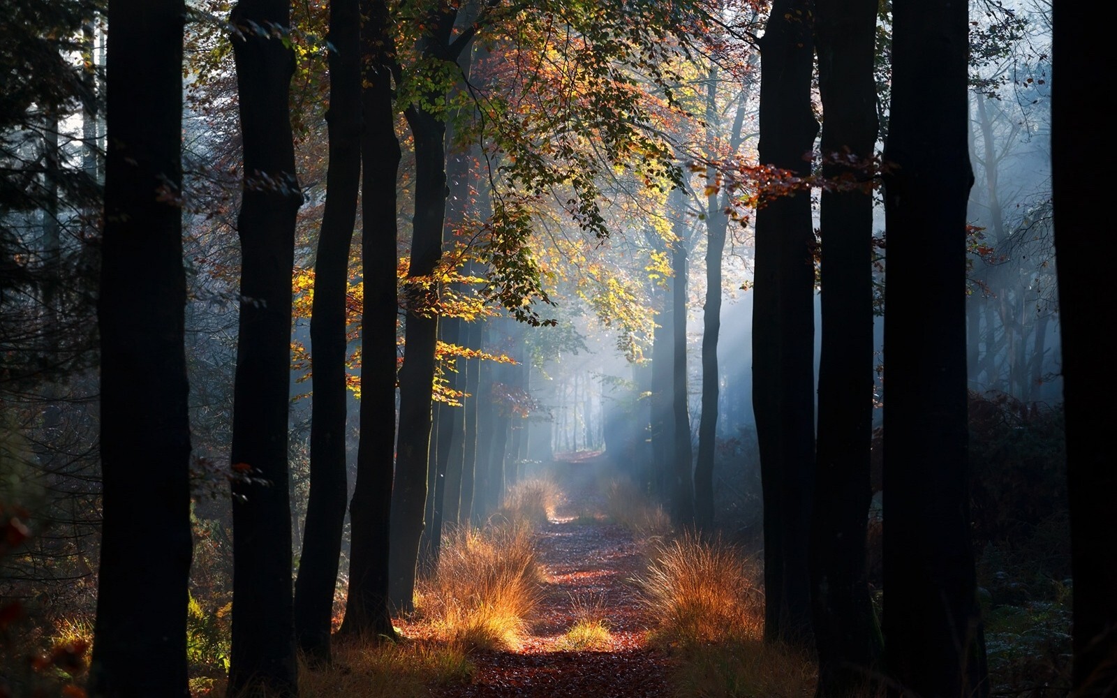 Landscape nature mist path forest grass sun rays morning Custom Gaming Mat Desk