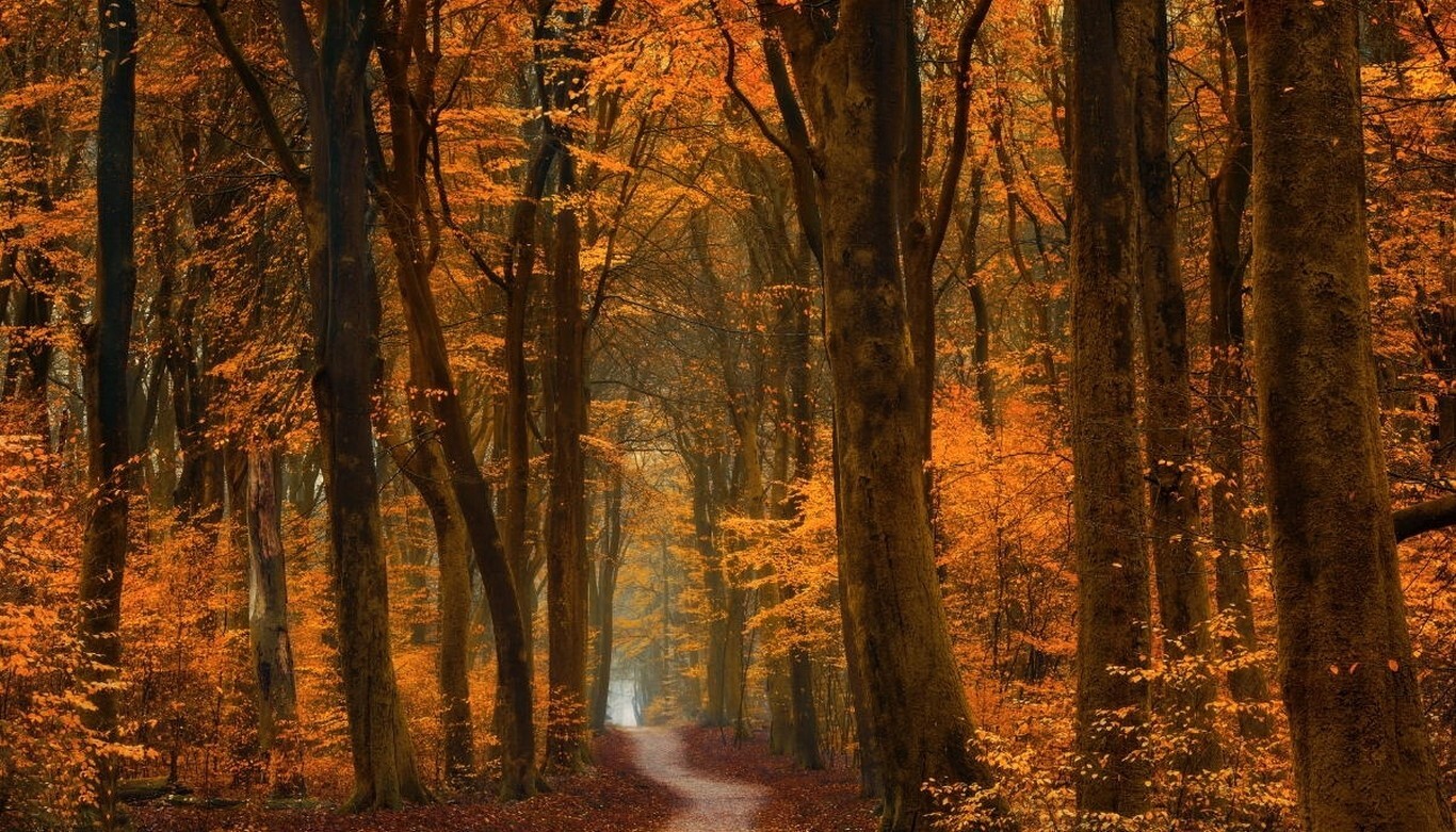 Landscape fall trees path forest road leaves gold amber Custom Gaming Mat Desk