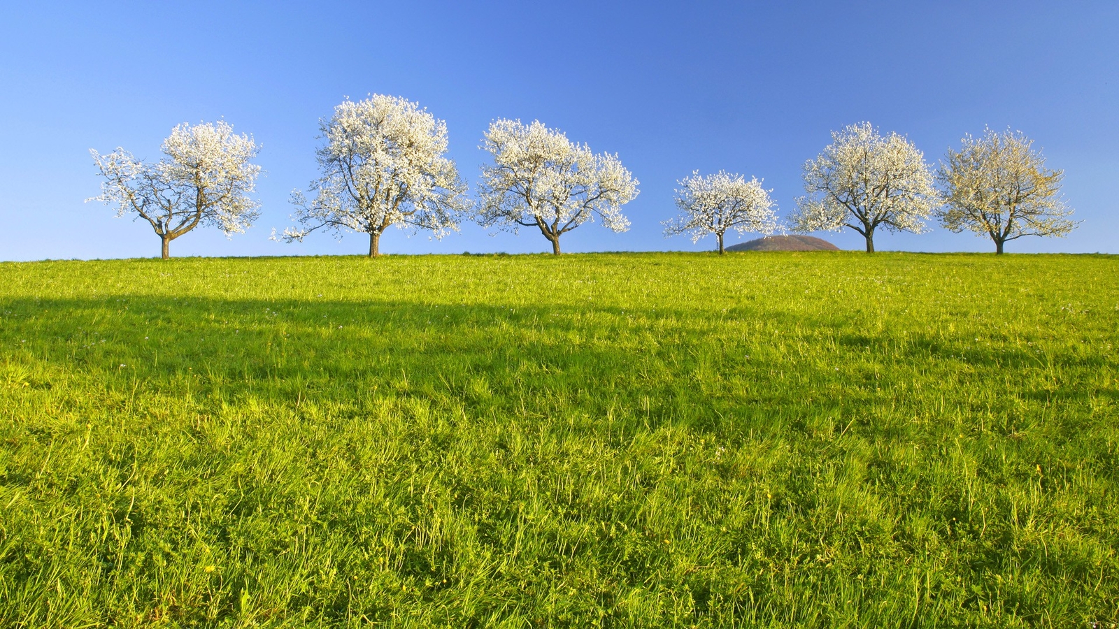 Landscape nature trees spring grass Custom Gaming Mat Desk
