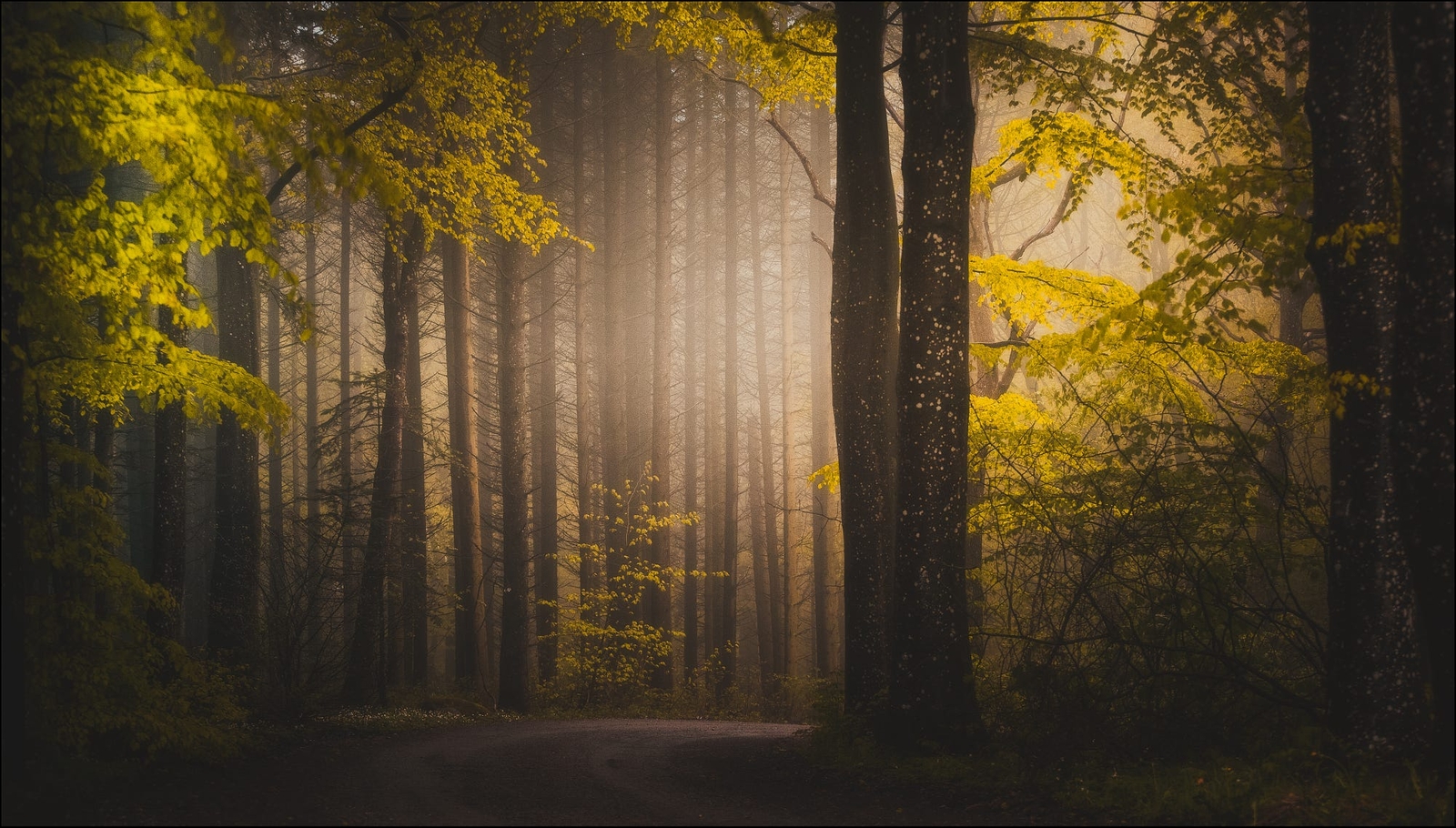 Landscape forest path fall trees mist Custom Gaming Mat Desk