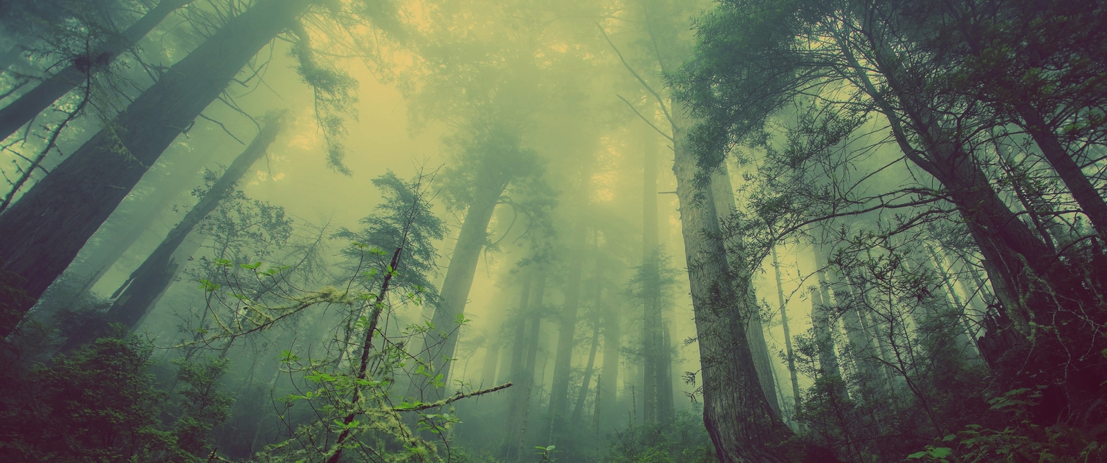 Landscape forest trees mist Custom Gaming Mat Desk