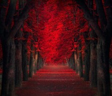 Landscape path trees red leaves fall park Custom Gaming Mat Desk picture