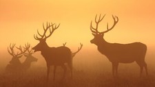 Landscape sunset deer fall mist silhouette animals Custom Gaming Mat Desk picture