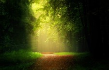 Landscape path leaves forest sunlight mist trees grass Custom Gaming Mat Desk picture