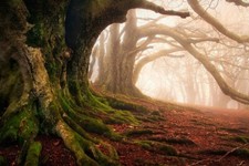 Landscape mist moss forest roots trees ancient leaves Custom Gaming Mat Desk picture