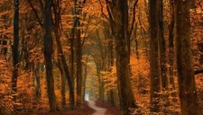 Landscape fall trees path forest road leaves gold amber Custom Gaming Mat Desk picture