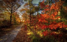 Landscape nature path leaves colorful trees forest fall Custom Gaming Mat Desk picture