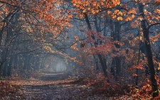 Landscape fall path nature outdoors photography leaves Custom Gaming Mat Desk picture