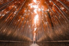 Landscape bamboo forest fall japan trees path sunlight Custom Gaming Mat Desk picture
