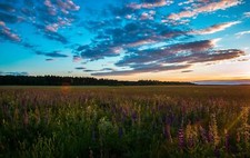 Landscape nature field flowers sunrise Custom Gaming Mat Desk picture