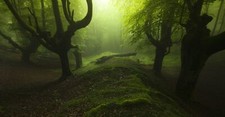 Landscape nature forest leaves trees mist hills moss Custom Gaming Mat Desk picture
