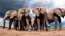 Landscape animals nature elephant sand clouds fisheye Custom Gaming Mat Desk picture