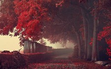Landscape fall path fence trees leaves red mist fallen Custom Gaming Mat Desk picture