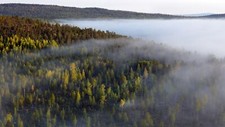 Landscape trees forest nature mist Custom Gaming Mat Desk picture