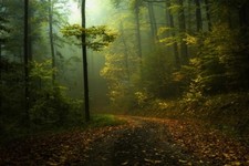 Landscape fall path mist forest shrubs morning nature Custom Gaming Mat Desk picture