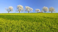 Landscape nature trees spring grass Custom Gaming Mat Desk picture