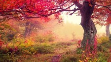 Landscape fall trees mist Custom Gaming Mat Desk picture