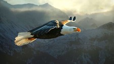 Landscape animals nature eagle bald birds wings Custom Gaming Mat Desk picture