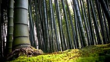 Landscape jungle bamboo trees forest nature plants Custom Gaming Mat Desk picture