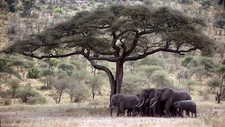 Landscape elephant savannah animals nature mammals Custom Gaming Mat Desk picture
