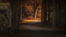 Landscape photography nature path fall forest morning Custom Gaming Mat Desk picture