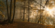 Landscape path leaves fall sunbeams sunlight forest Custom Gaming Mat Desk picture